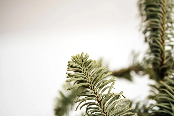 Macro view of dried macro fir tree branch isolated on white background — Stock Photo, Image