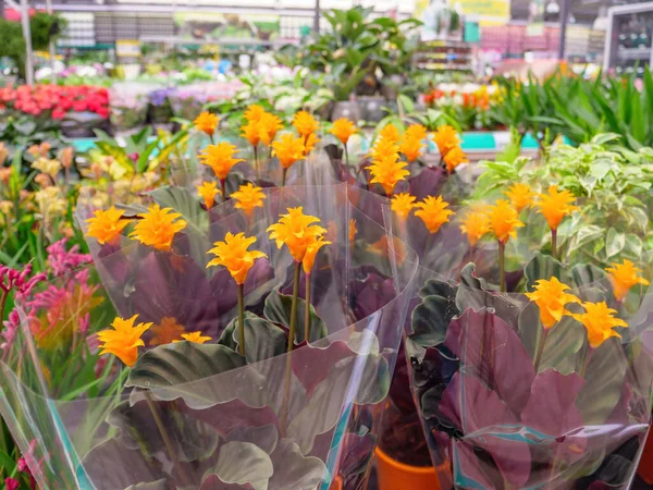 Supermercado loja com vários lírios escondidos aslo conhecido como planta Curcuma — Fotografia de Stock
