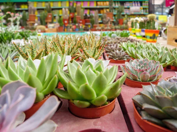 有多种类型花卉的商店，销售小而繁茂的绿色花卉 — 图库照片