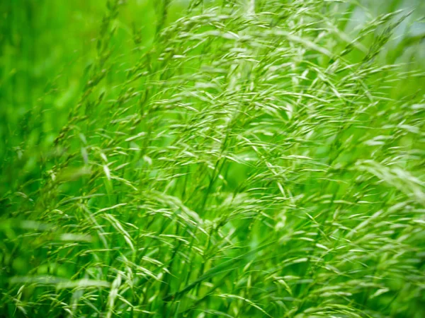 Yeşil çim yapraklarına yakın çekim — Stok fotoğraf