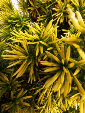 Taxus yastık verileri sabah çiğ tanelerini yakın plan bırakır