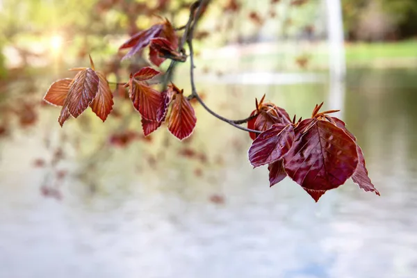 Lose-up-Aufnahme eines lebhaften dunkelroten Prunus sylvatica, auch bekannt als Buche — Stockfoto