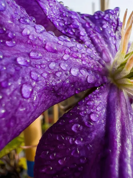 Close-up macro phone fotografía de violeta vívido Flor de cuero —  Fotos de Stock