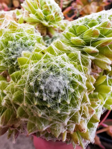 Sempervivum Arachnoideum roślin zbliżenie — Zdjęcie stockowe