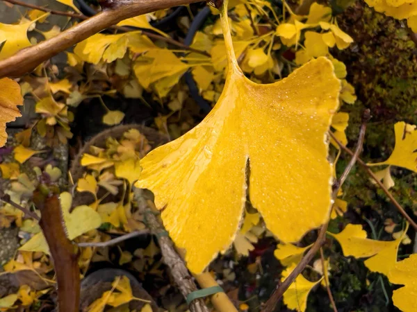 Feuillage de ginkgo biloba sur l'arbre recouvert de plusieurs gouttes de rosée — Photo