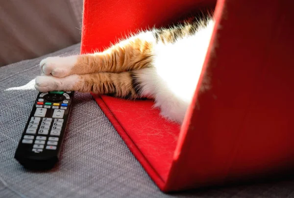 Cat resting inside red cardboard box with her legs resting on tv remote control — Stockfoto