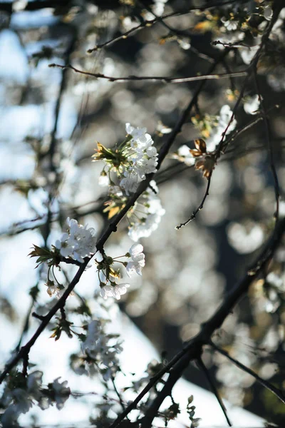 Branch of cherry tree sakura in bloom early in the spring — Fotografia de Stock