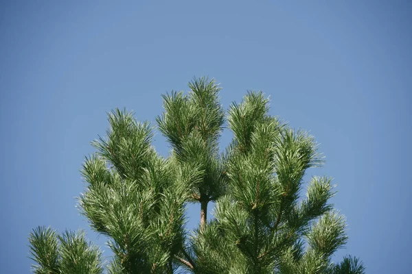 Fir pine tree branches on blue sky background — 스톡 사진