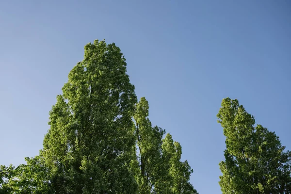 Low angle view of tall poplar trees in early spring with clear blue sky — Photo