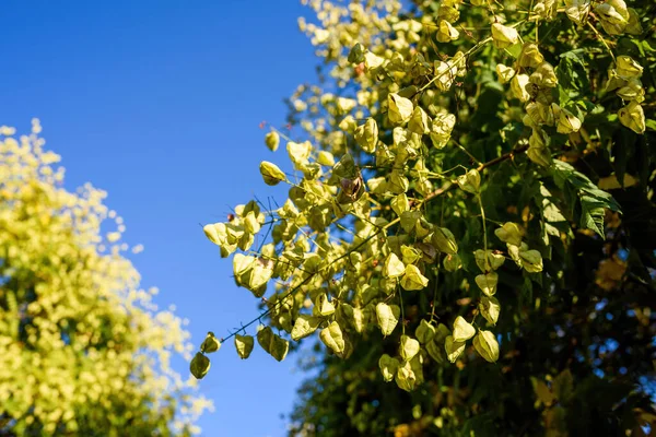 Ветви с несколькими Koelreuteria paniculata известный также как Goldenrain дерево — стоковое фото