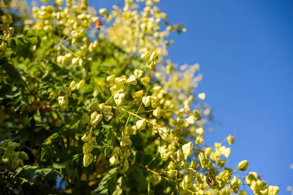 Větve s více Koelreuteria paniculata známý také jako Goldenrain strom — Stock fotografie