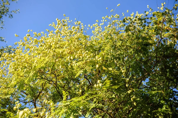 Ramas con múltiples Koelreuteria paniculata — Foto de Stock