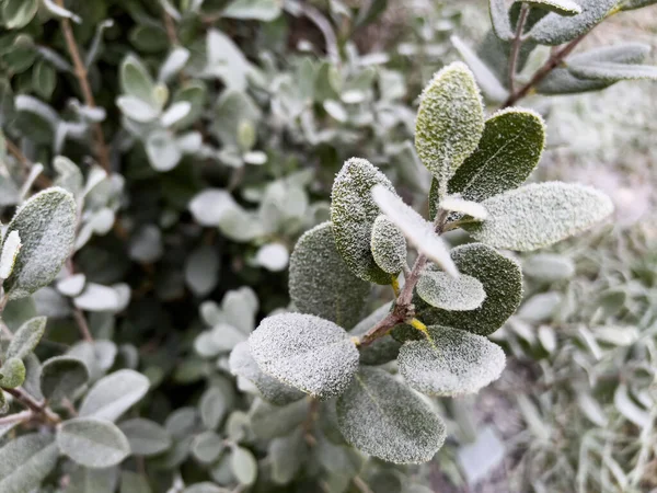 Зеленые листья куста, покрытые морозом в саду — стоковое фото