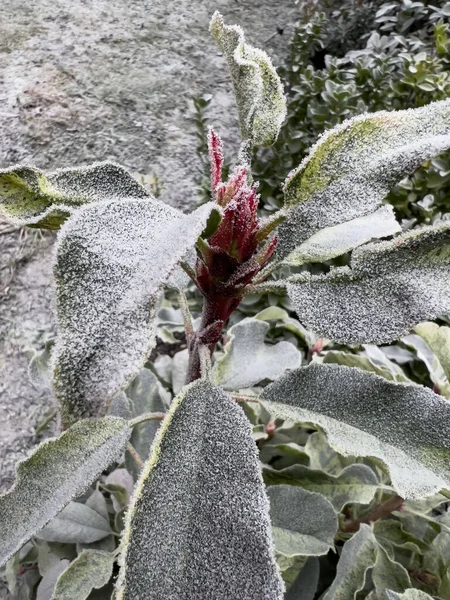 Gröna blad av en buske täckt med frostblått — Stockfoto