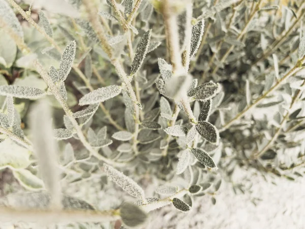 Filter over green leaves covered with frost — Stock Photo, Image