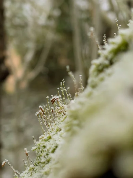 Makro skott av frost på mossa i trädgården — Stockfoto