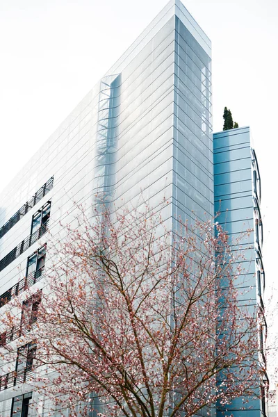 Hoher Stahl modernes Glasgebäude mit Kirschbaum in voller Blüte Baldachin — Stockfoto