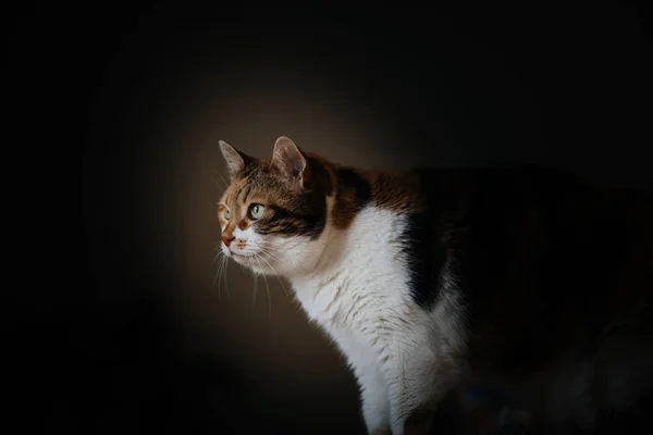 Schattige nieuwsgierige kat op zoek met haar groene ogen — Stockfoto