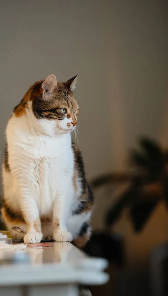 Lindo gato en la mesa —  Fotos de Stock