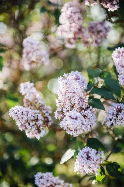 Bahar Syriunga dalının çiçeklerle dolu dikey görüntüsü