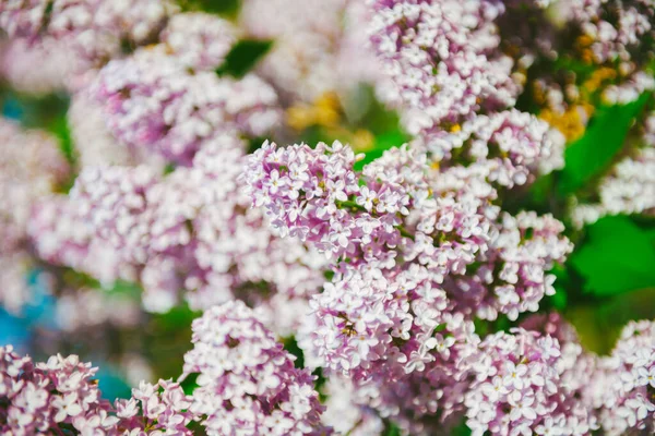 Närbild av våren syriunga gren full med blomma — Stockfoto