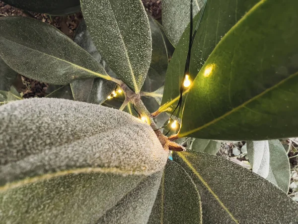 Zielone liście magnolii z mrozem i kilka diod LED w zielonym ogrodzie zimowym — Zdjęcie stockowe