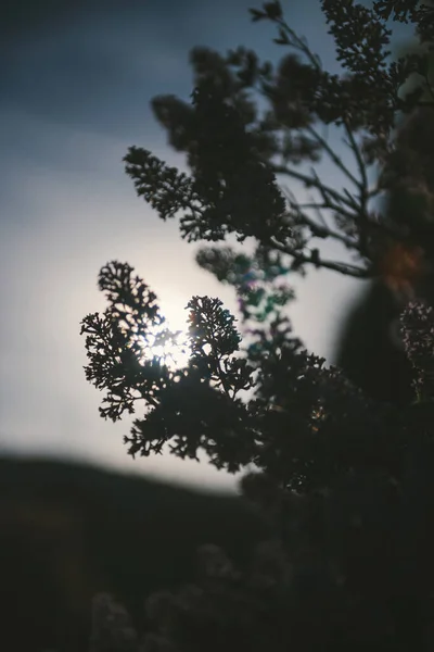 Silueta větve šeříku v květu při západu slunce — Stock fotografie