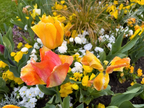 Pohled shora na tulipánovou květinu pokrytou kapkami vody — Stock fotografie