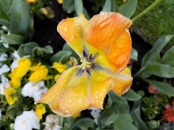 Vista desde arriba de la flor de tulipán cubierta con gotas de agua —  Fotos de Stock