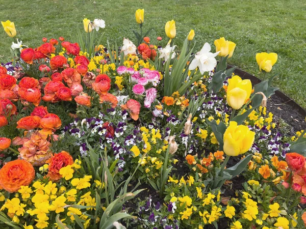 Widok z góry piękne wiosenne łóżko kwiat z tulipanami, ranunculus, żonkile i inne kwiaty wiosny — Zdjęcie stockowe