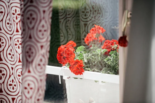 Uitzicht vanuit de kamer interieur van gardenia bloem in witte pot — Stockfoto
