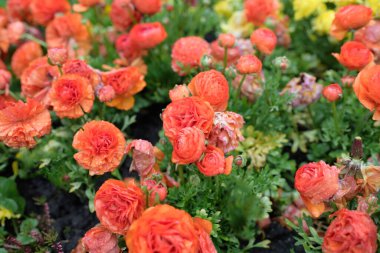 Bahçedeki kırmızı Ranunculus çiçek tarhı - lüks süslemeler
