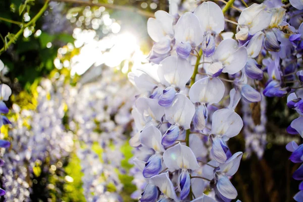 Bahçedeki zengin salkımcık çiçekleri - aşırı yakın çekim makro çekim