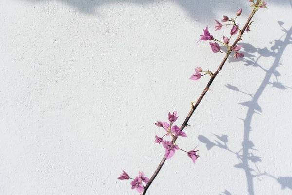 Красивое абстрактное изображение с бугенвиллией глабры Шуази — стоковое фото