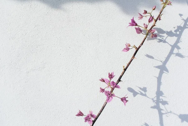 Schöne abstrakte Bild mit Bougainvillea glabra Choisy Blume — Stockfoto