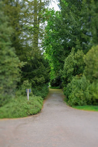 Empty park alley between tight trees — Stock Photo, Image