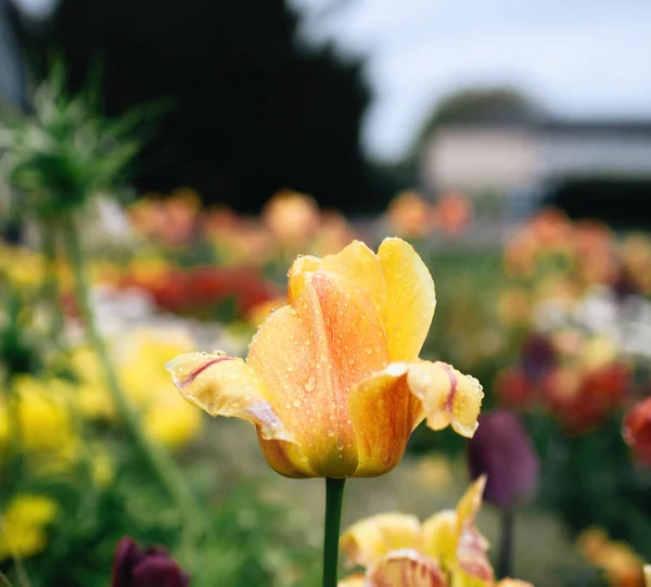 Tulipán květina v květu pokrytý kapkami vody — Stock fotografie