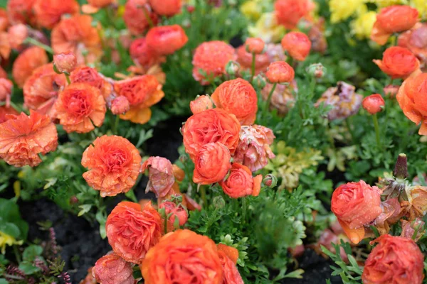 Röd Ranunculus blomma säng i trädgården - lyxiga dekorationer — Stockfoto