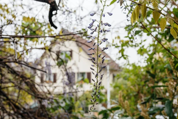 Wisteria flower plant ready to bloom with house silhouette in the background - dream house real estate property — стоковое фото