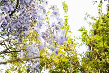 Yeşil ağaçların arka planında çiçek açan salkımcık bitkisi