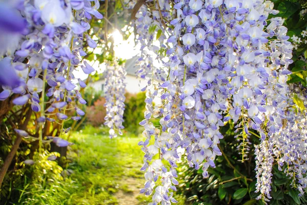 Secret path through wisteria plant in bloom to green garden