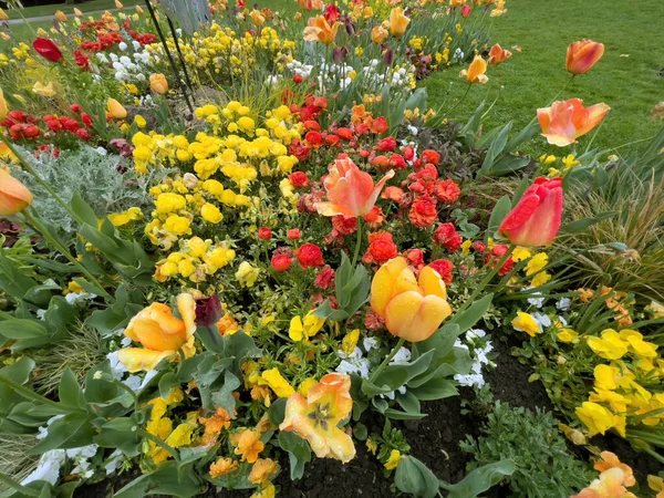 Yellow red green flower bed with tulips and ranunculus — 스톡 사진