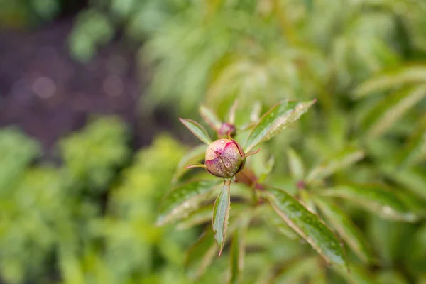 Bud of Paeonia peregrina covered with water drops —  Fotos de Stock