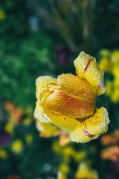 Tulipano giallo vivo con miriadi di gocce d'acqua dopo la pioggia — Foto Stock