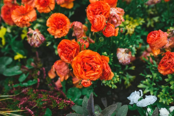 Flores de ranúnculo vermelho em flor no jardim colorido — Fotografia de Stock