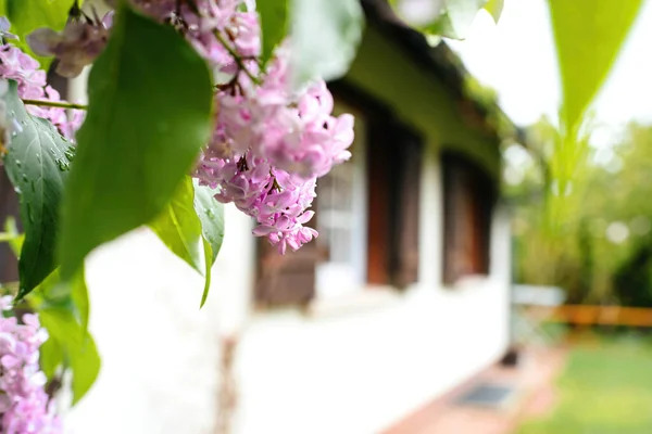 Close-up of Syringa lilac flower in bloom with windows of rustic vintage house real estate property in France — Stock Photo, Image