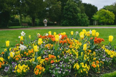 Birden fazla laleden ve çiçek açan diğer bahar çiçeklerinden oluşan canlı bir ara sokağa sahip yeşil park.