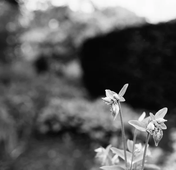 Black and white image covered with raindrops Aquilegia vulgaris — Photo