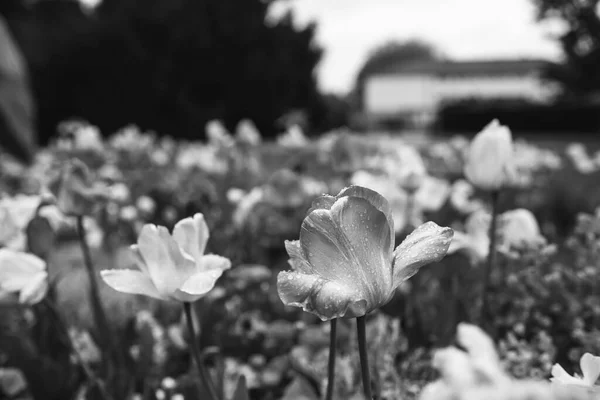 Černobílý obraz tulipánů v okvětních lístcích parku pokrytých kapkami vody — Stock fotografie