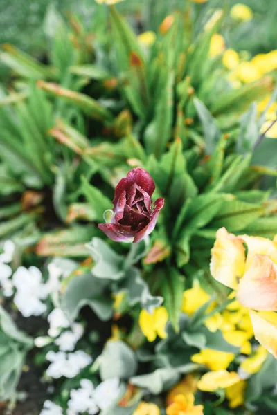 Tmavě červený tulipán pokrytý kapkami vody proti zelenému květinovému záhonu — Stock fotografie